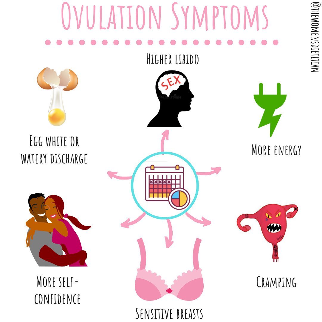 ovulace (3)